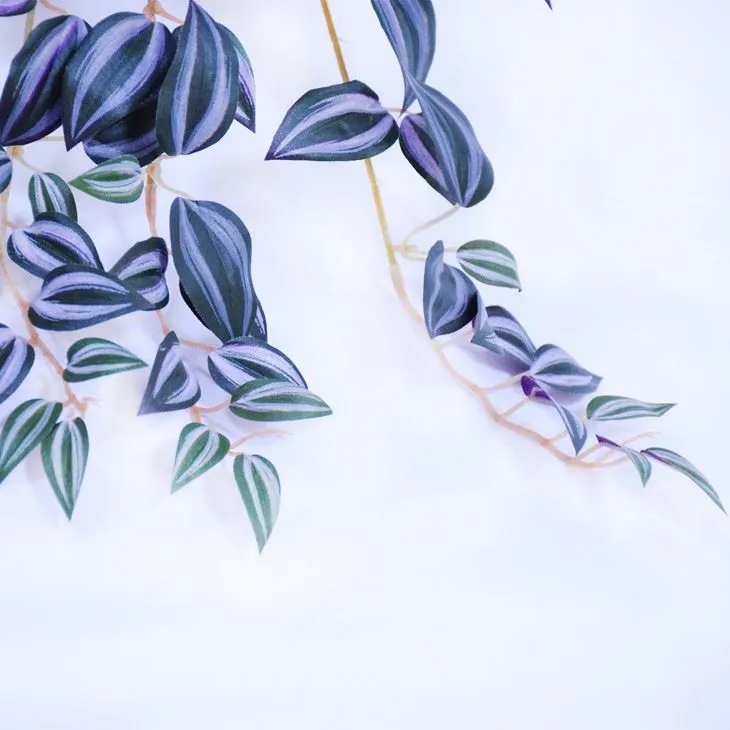 mini purple eyebrow leaf hanger plant